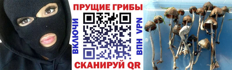 даркнет клад  Первомайск  Галлюциногенные грибы Magic Shrooms  купить  